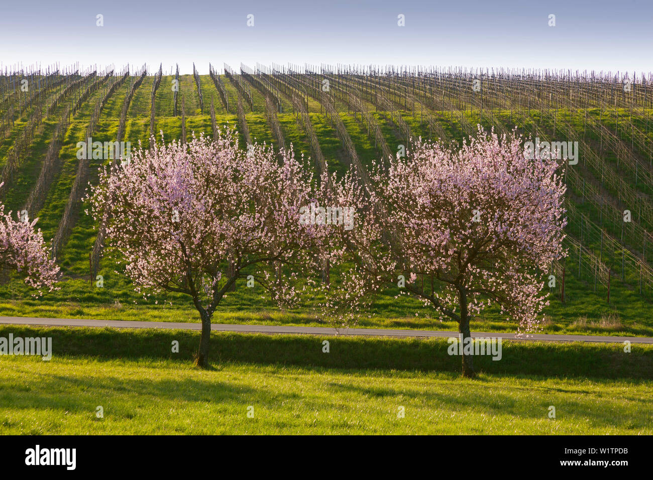Almond blossom vicino a Siebeldingen, Mandelbluetenweg, Deutsche Weinstrasse (tedesco la strada del vino), Pfalz, Renania-Palatinato, Germania Foto Stock