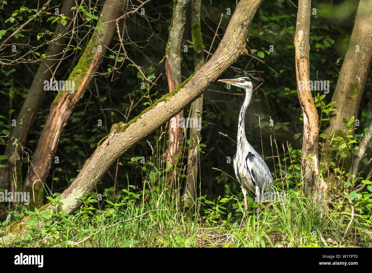 Spreewald riserva della biosfera, Germania, kayak, area ricreativa, paesaggio fluviale, deserto, garzette, airone cenerino lungo il fiume Foto Stock