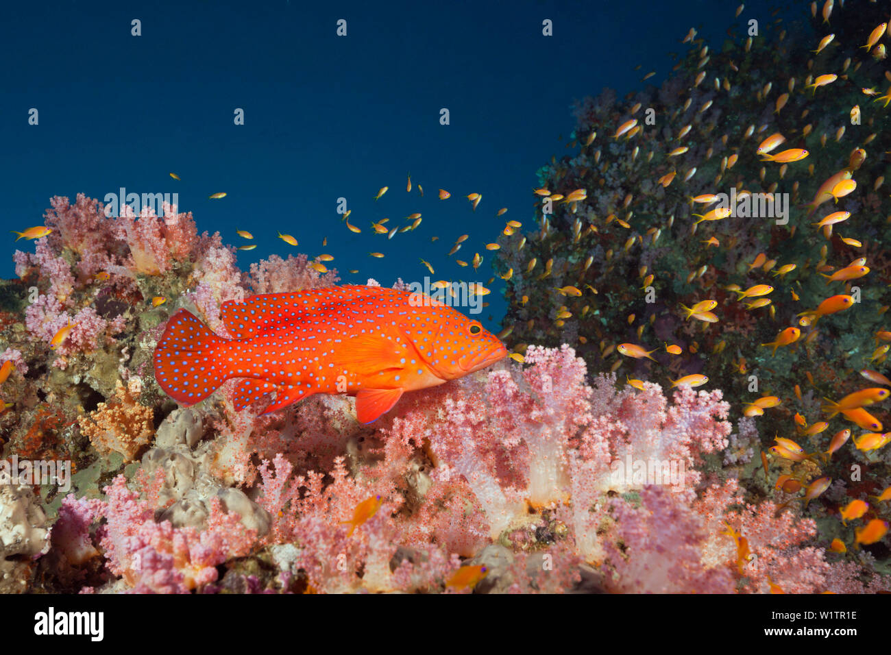 Coral il raggruppatore in Coral Reef, Cephalopholis miniata, South Male Atoll, Maldive Foto Stock