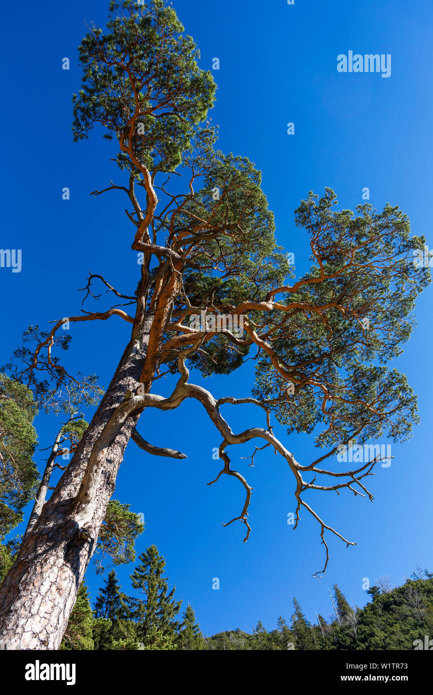 Pino in autunno, Pinus sylvestris, Herzogstand mountain, Alpi Alta Baviera, Germania, Europa Foto Stock