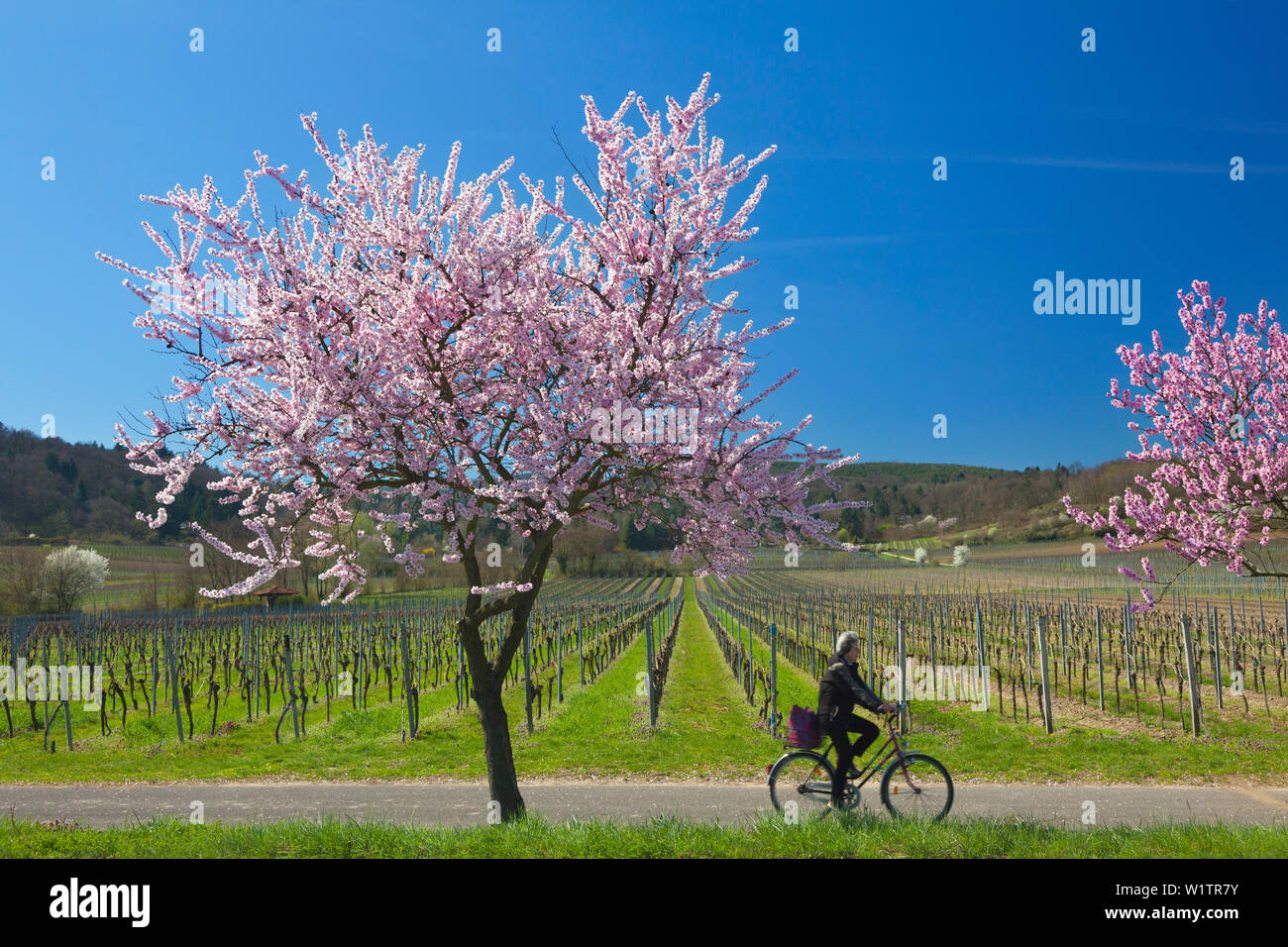 Fiore di mandorla, Mandelbluetenweg, Deutsche Weinstrasse (tedesco la strada del vino), Pfalz, Renania-Palatinato, Germania Foto Stock