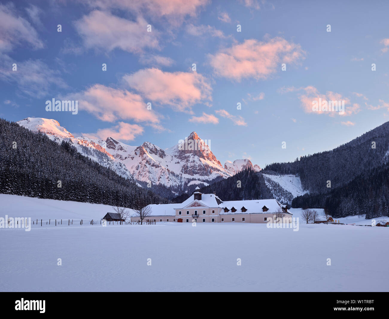 Ling, Schloss Kaiserau vitello, Alpi Ennstal, Stiria, Austria Foto Stock