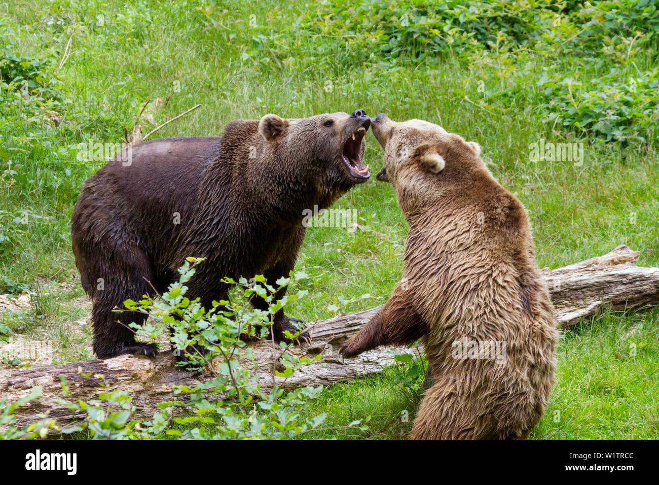 Orso bruno che minacciano ogni altro, Ursus arctos, Parco Nazionale della Foresta Bavarese, Baviera, Bassa Baviera, Germania, Europa Foto Stock