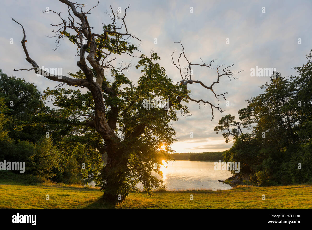 Vecchio castagno (Castanea sativa), tramonto, fiordo vicino a Lorient, Brittany, Francia Foto Stock
