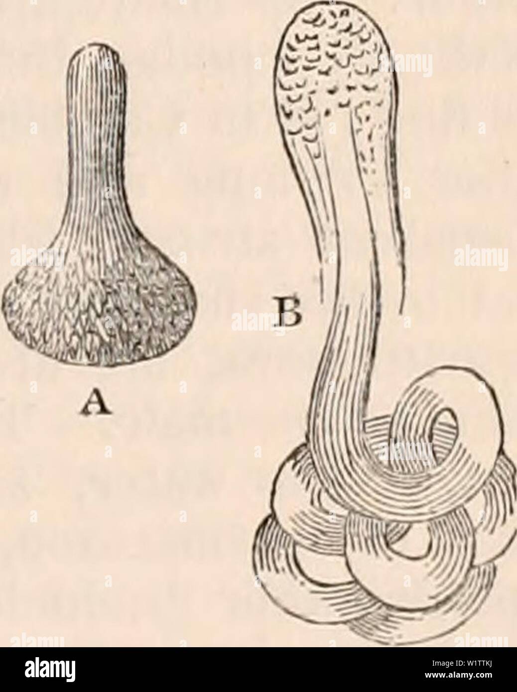 Immagine di archivio da pagina 510 della encyclopaedia - Wikizionario di anatomia e. Il encyclopaedia - Wikizionario di anatomia e fisiologia cyclopdiaofana0401todd Anno: 1847 spermatozoi parzialmente espulsa da vescicole di sviluppo di Nepa cinerea. I fasci in molti casi disperdere non appena la madre le cellule vengono distrutte. Ma è ancora più frequente che questi fasci sopravvivere l'esistenza delle cisti, il resto del quale poi copre per qualche tempo a venire (come nel canto degli uccelli, &c.) l'estremità anteriore del fascio in una capsula di forma simile. (Istanze - Coleoptera, neu- roptera, &c.) In questa parte che è ge- ne Foto Stock