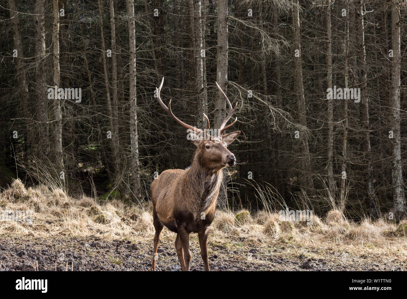 Lone Stag in Glen Etive area, Highland, Scotland, Regno Unito Foto Stock