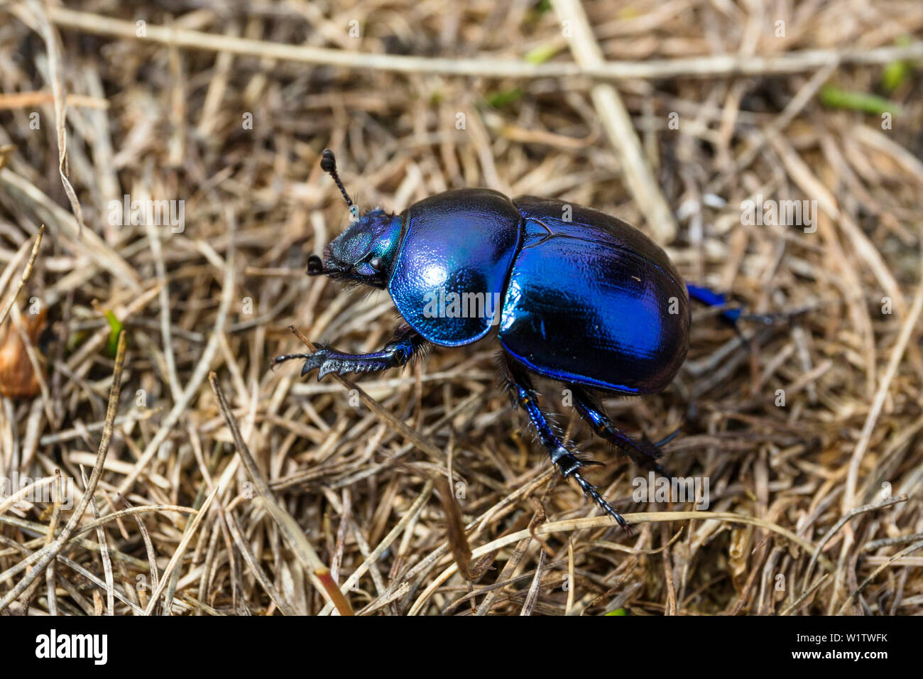 Dung Beetle, Geotrupes stercorosus, Hiddensee Isola, Meclemburgo-Pomerania Occidentale, Germania, Europa Foto Stock