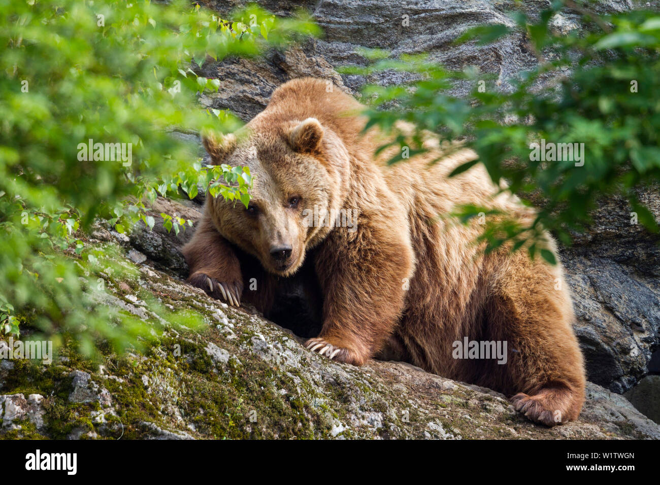 Orso bruno femmina, Ursus arctos, Parco Nazionale della Foresta Bavarese, Baviera, Germania, Europa, captive Foto Stock