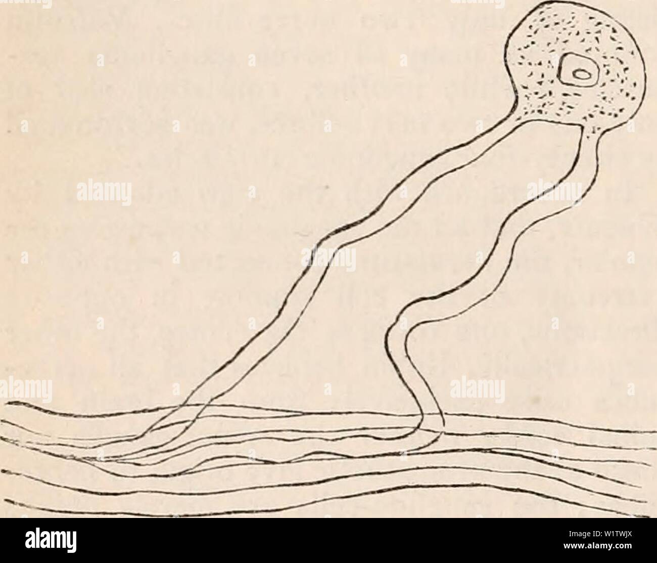 Immagine di archivio da pagina 517 della encyclopaedia - Wikizionario di anatomia e. Il encyclopaedia - Wikizionario di anatomia e fisiologia cyclopdiaofana05todd Anno: 1859 442 nervo simpatico fibre su un lato piuttosto che essi hanno ricevuto sul lato opposto. Così anche nel setto tra i padiglioni della rana nel cuore dell offerente ha visto i gangli di piccole dimensioni, che emanava da un lato otto nervo-fibre più di quello che hanno ricevuto sull'altro lato. Il obser- vations dell offerente e Volkmann sono state confermate anche da Kb'lliker. Engel, inoltre, descrive un ganglio periferico, che nessun nervo-fibre passata, mentre un certo numero di fibre le Foto Stock