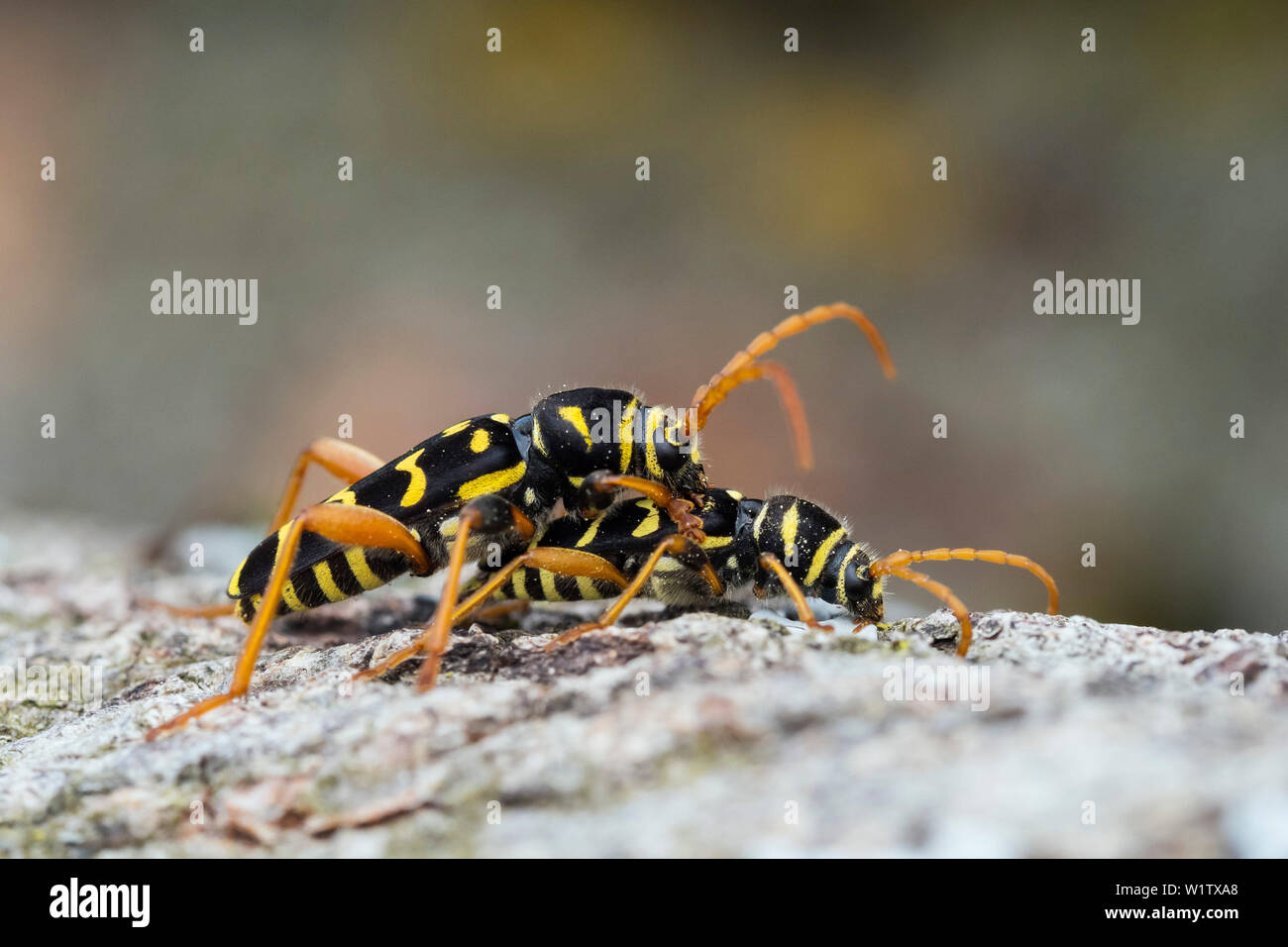 Longicorns, accoppiamento, Plagionotus arcuatus, Alta Baviera, Germania, Europa Foto Stock