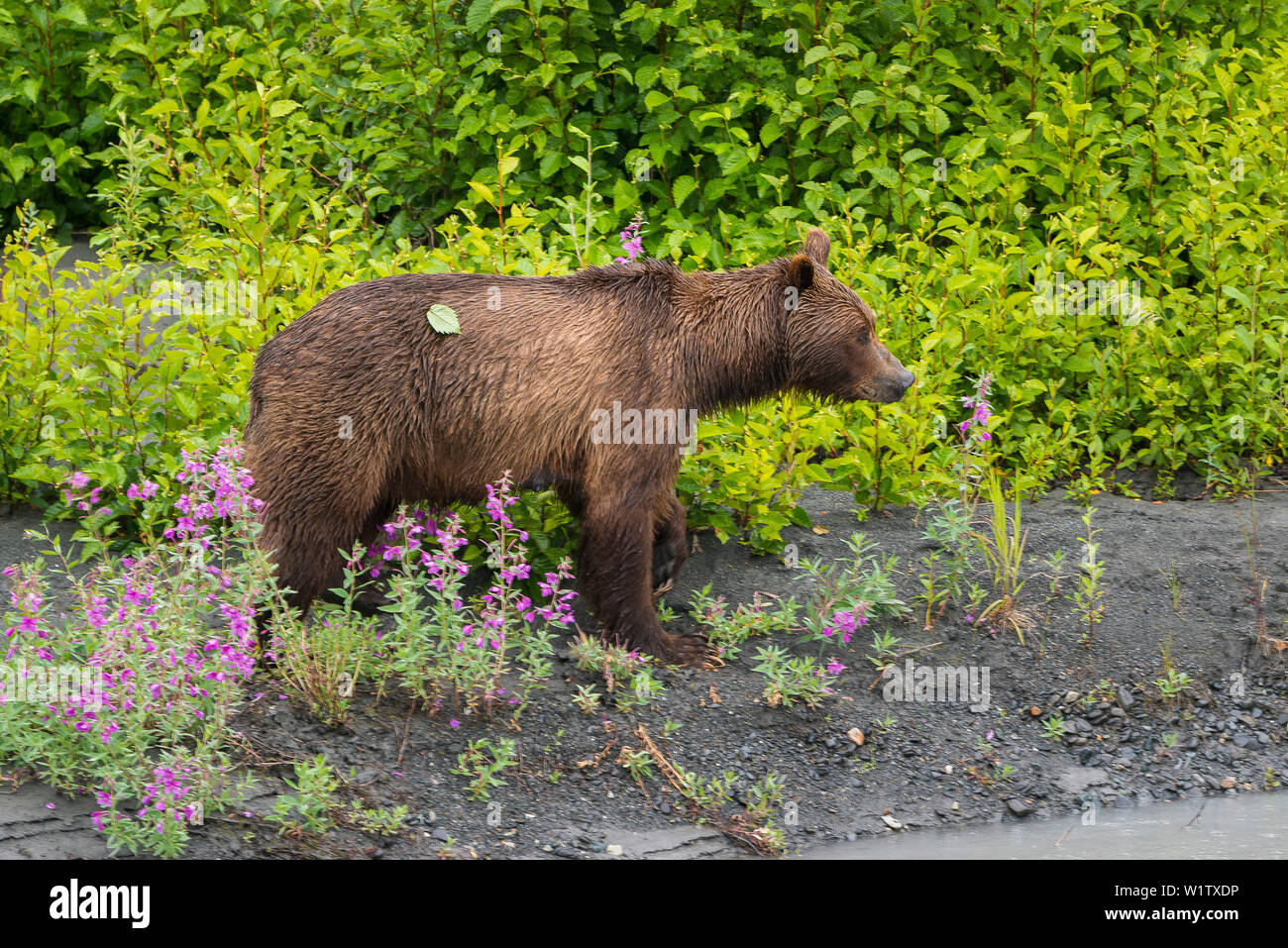 Giovani orso bruno in corrispondenza di un argine a Valdez in Alaska, STATI UNITI D'AMERICA Foto Stock