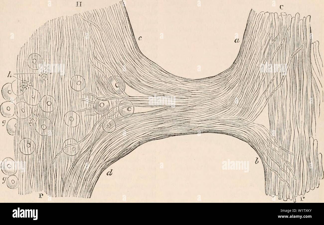 Immagine di archivio da pagina 524 della encyclopaedia - Wikizionario di anatomia e. Il encyclopaedia - Wikizionario di anatomia e fisiologia cyclopdiaofana05todd Anno: 1859 nervo simpatico. 449 in pacchi contenenti da sei a tre nerve- rami intestinales presente molto lo stesso cha- tubi costituenti un ampiamente a maglie di rete. Il racters come i nervi del cuore. Molti di Fig. 295. n betiveen comunicazione simpatetici e terzo nervo spinale nella rana, che mostra la disposizione delle fibre del ramo comunicante con i suoi punti di giunzione con il midollo spinale e nervi simpatici. H p, nervo simpatico; H, "sid cefalica Foto Stock