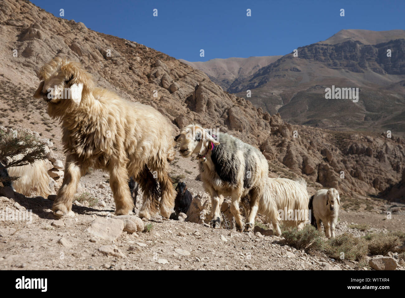 Allevamento di ovini su i nomadi bakhtiari migrazione nei monti Zagros, Iran, Asia Foto Stock