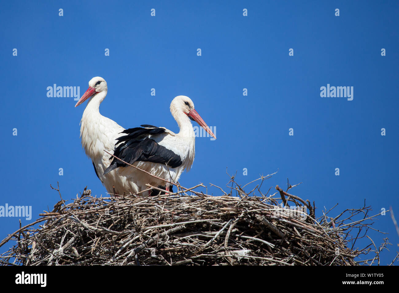 Cicogne sul tetto in Marocco, Africa Foto Stock