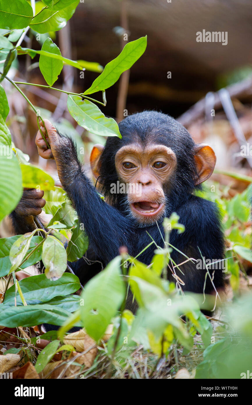 Giovani scimpanzé, Pan troglodytes, Mahale Mountains National Park, Tanzania Africa orientale Foto Stock