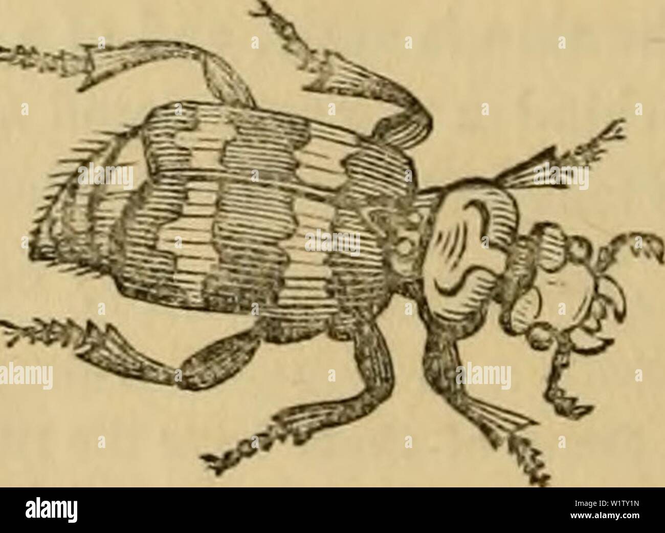 Immagine di archivio da pagina 527 di Cuvier il regno animale disposti. Cuvier il regno animale : disposti secondo la sua organizzazione cuviersanimalkin00cuvi Anno: 1840 516 INSECTA. Hololepta, Tayk., ha il corpo molto appiattito; l'prosternum non è avanzato al di sopra della bocca e quattro tibiae posteriore hanno una sola fila di spine. Questi insetti si trovano sotto la corteccia di alberi. La larva immaginato da Paykull come quello di uno di questi insetti, appartiene al genere Syrphus o Musca. Hister è composta da specie avente la prosternum avanzato al di sopra della bocca, con l'maxillae terminato Foto Stock