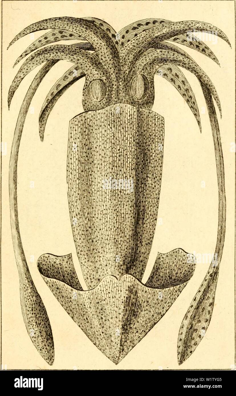 Immagine di archivio da pagina 530 di Denys Montforts allgemeine und besondere. Denys Montforts allgemeine und besondere Naturgeschichte der Weichwürmer : Mollusques, als Fortsetzung der Naturgeschichte Bussonschen denysmontfortsal00negare l'anno: 1803  ./g &?J1.'/. Foto Stock