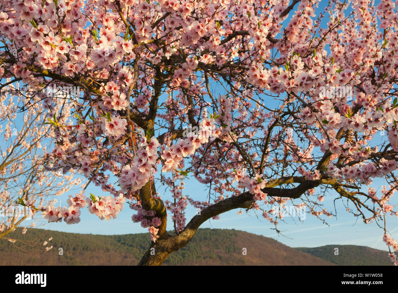 Fiore di mandorla, Mandelbluetenweg, Deutsche Weinstrasse (tedesco la strada del vino), Pfalz, Renania-Palatinato, Germania Foto Stock
