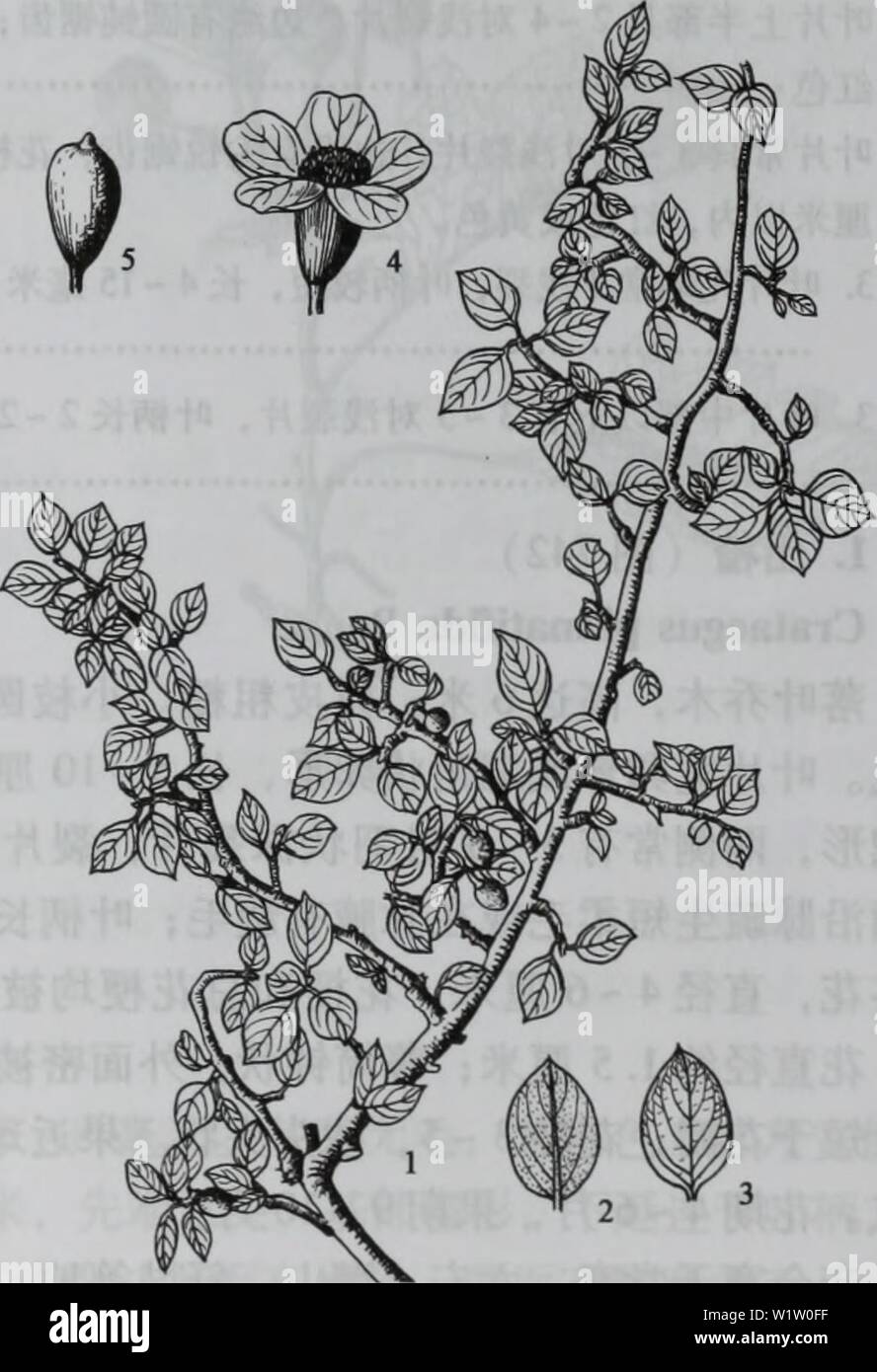 Immagine di archivio da pagina 538 di da bie shan zhi wu. da bie shan zhi wu zhi dabieshanzhiwuzh00zixi Anno: 2006.9 å¾740ae¯ç °ae'å- å¾741å¹³aeae'å- 1.å¹¼aeï¼2.å¹¼aeï¼3.aeä'ae®µï¼ç¤ºaeå¶ 1.aeaeï¼2.å¶èé¢ï¼3.å¶è ¹é¢ï¼4.è±ï¼ 2.å¹³aeae'å-ï¼å¾741) Cotoneaster horizontalis Decne è½å¶aeåå''ç"¿åçae¨ï¼é"ä'è¶ è¿50åç±³ï¼aeae°' å¹³å¼å¼ aeae'é½ä'¤åç¶ ae å¶çè¿åå½¢aeå®½ Foto Stock