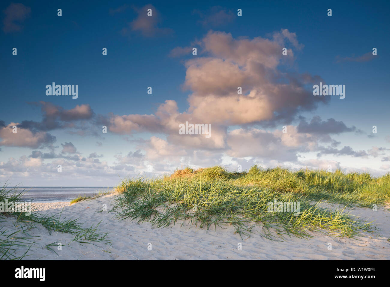 Dune di sabbia, marram grass, sky, cloud, luce solare, Schillig, Wangerland, Friesland - Distretto, Bassa Sassonia, Germania, Europa Foto Stock