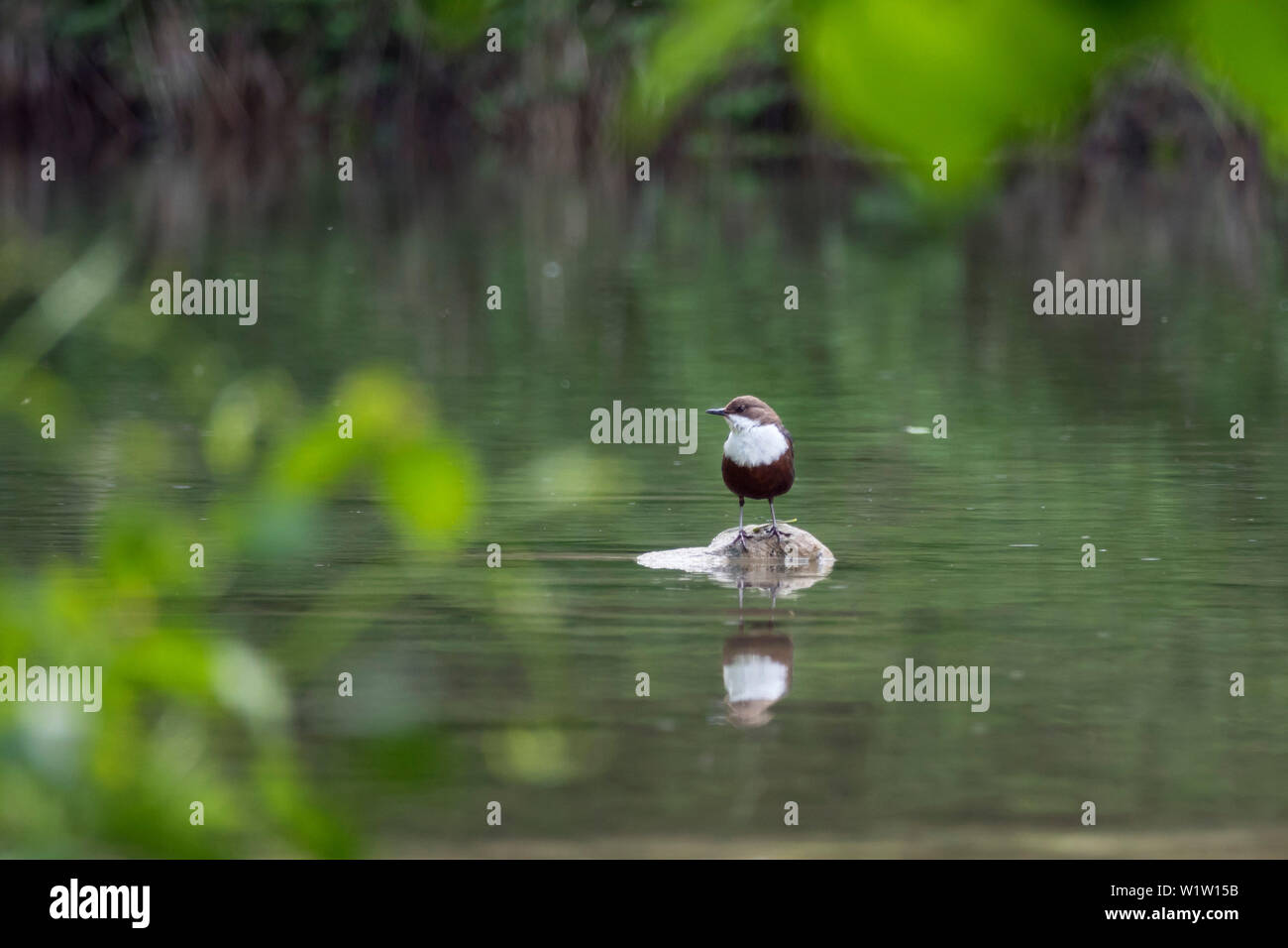 Il bilanciere, Cinclus cinclus, Baviera, Germania, Europa Foto Stock