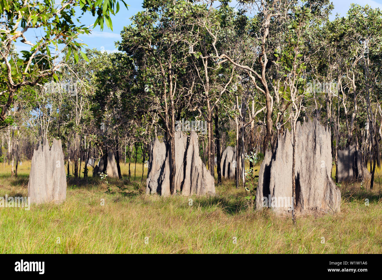 Termite magnetico tumuli, Amitermes laurensis, Cape York Peninsula del Queensland del Nord, Australia Foto Stock