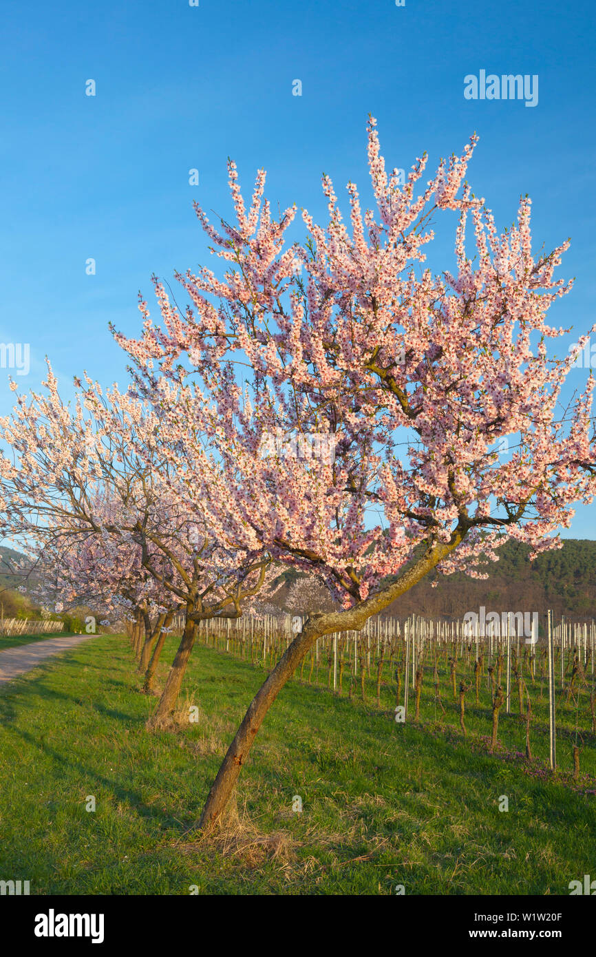 Fiore di mandorla, Mandelbluetenweg, Deutsche Weinstrasse (tedesco la strada del vino), Pfalz, Renania-Palatinato, Germania Foto Stock