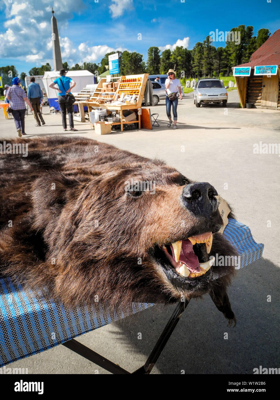 Bear pelle su un pass road, Tchujski Trakt, Altai, Siberia, Russia Foto Stock