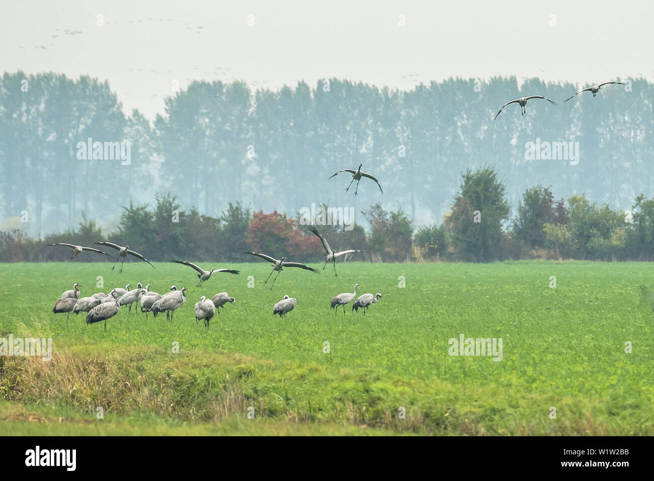 Gru di atterraggio su un campo di volo, studio, la migrazione degli uccelli, Autunno, Berlino, Brandenburgo, Fehrbellin, Linum, Brandeburgo, Germania Foto Stock Gru di atterraggio su un campo di volo, studio, la migrazione degli uccelli, Autunno, Berlino, Brandenburgo, Fehrbellin, Linum, Brandeburgo, Germania Foto Stock
