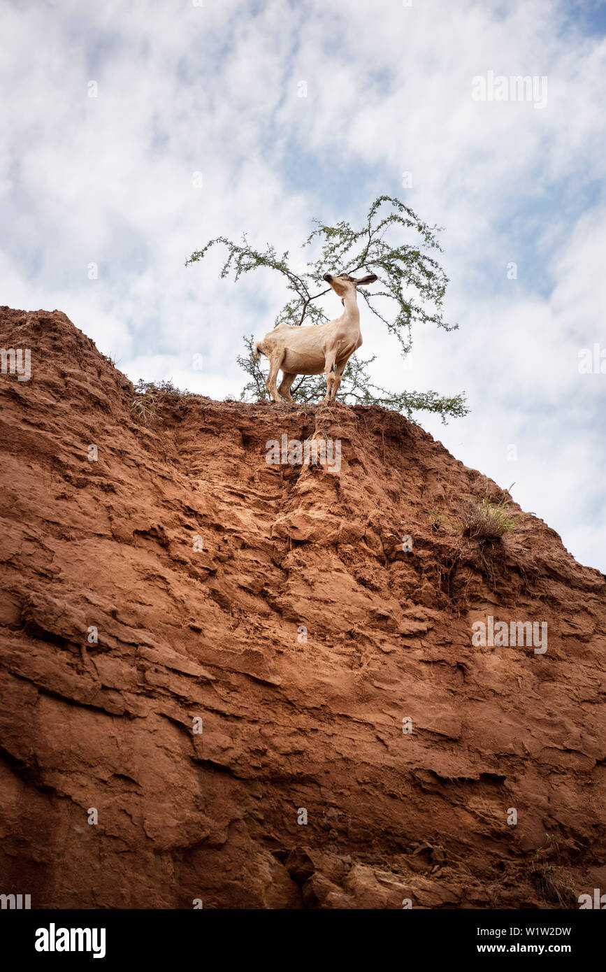 Capre al deserto di Tatacoa (Desierto de la Tatacoa), township Villavieja vicino a Neiva, Departmento Huila, Colombia, Southamerica Foto Stock