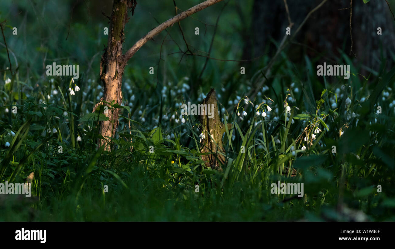 Snowdrops sono illuminati da gli ultimi raggi di sole nel bosco Foto Stock