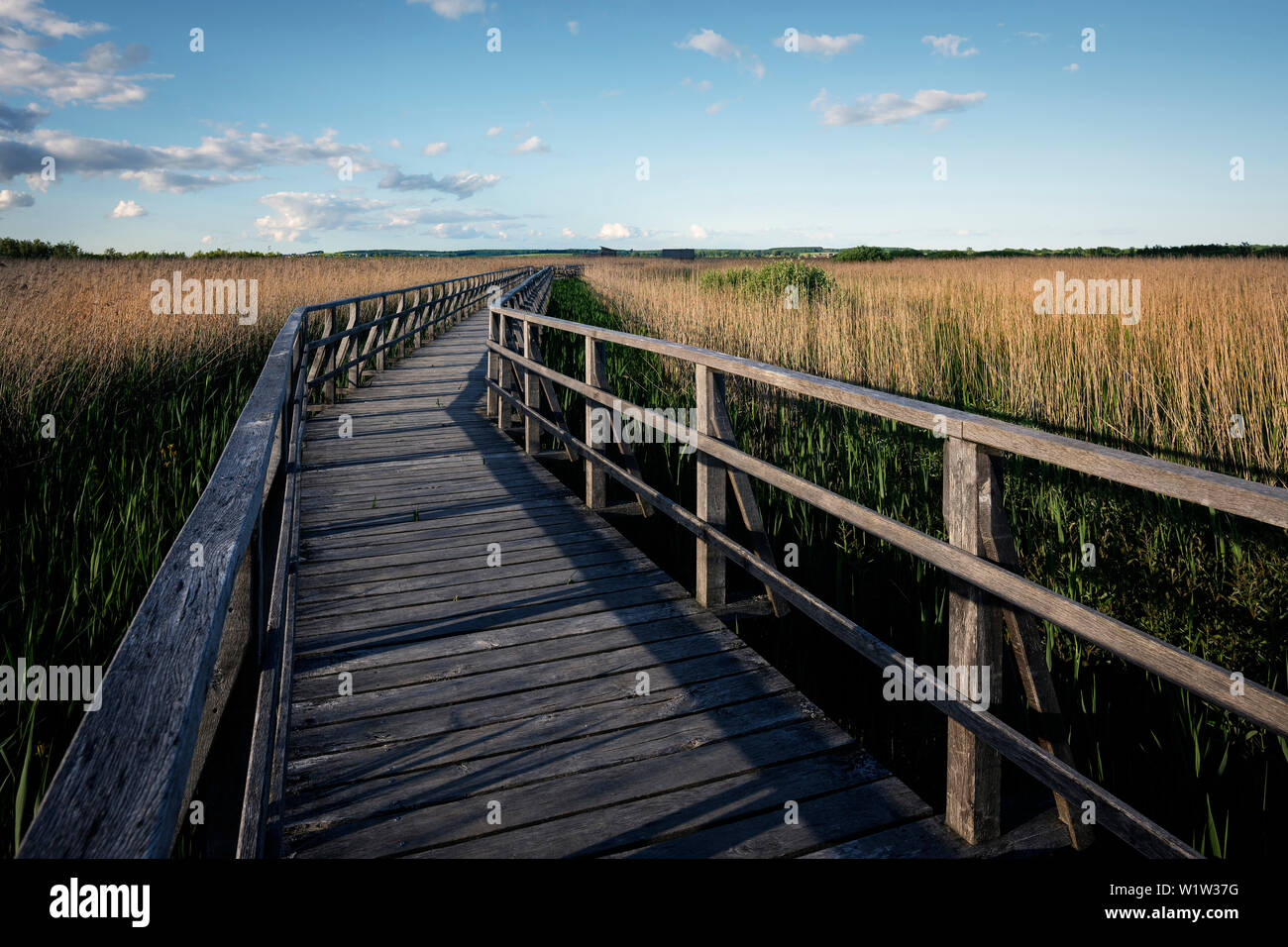 Area di Moro Federsee, Bad Buchau, quartiere Biberach, Baden-Wuerttemberg, Germania Foto Stock