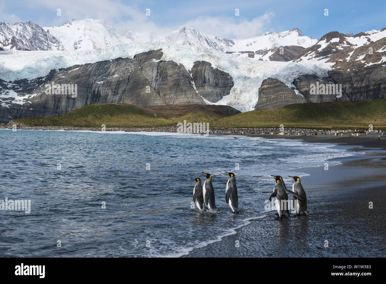 Un gruppo di sei Re pinguini (Aptenodytes patagonicus) entra in acqua per una nuotata con ghiacciaio coperto le montagne in distanza, Gol Foto Stock