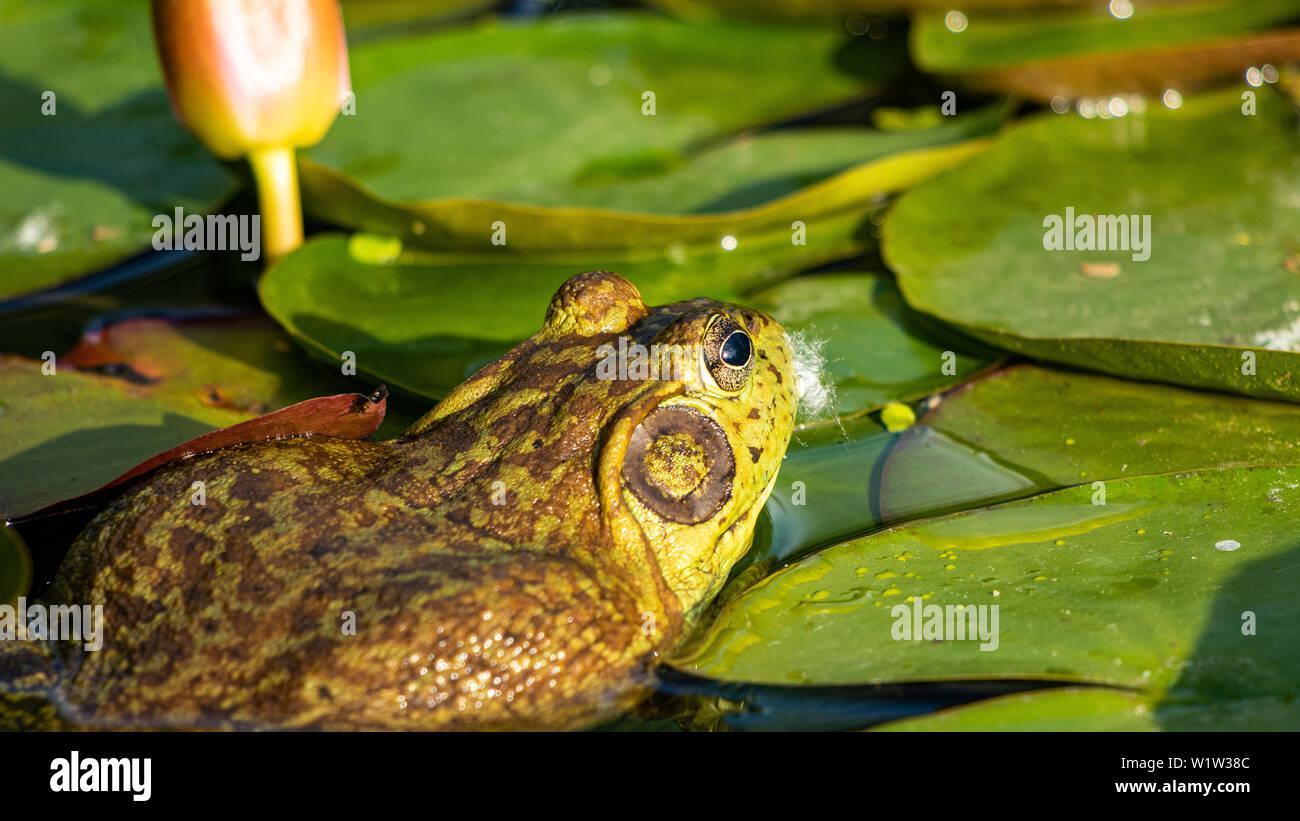 American Bullfrog (Lithobates catesbeianus) Colorado,USA Foto Stock