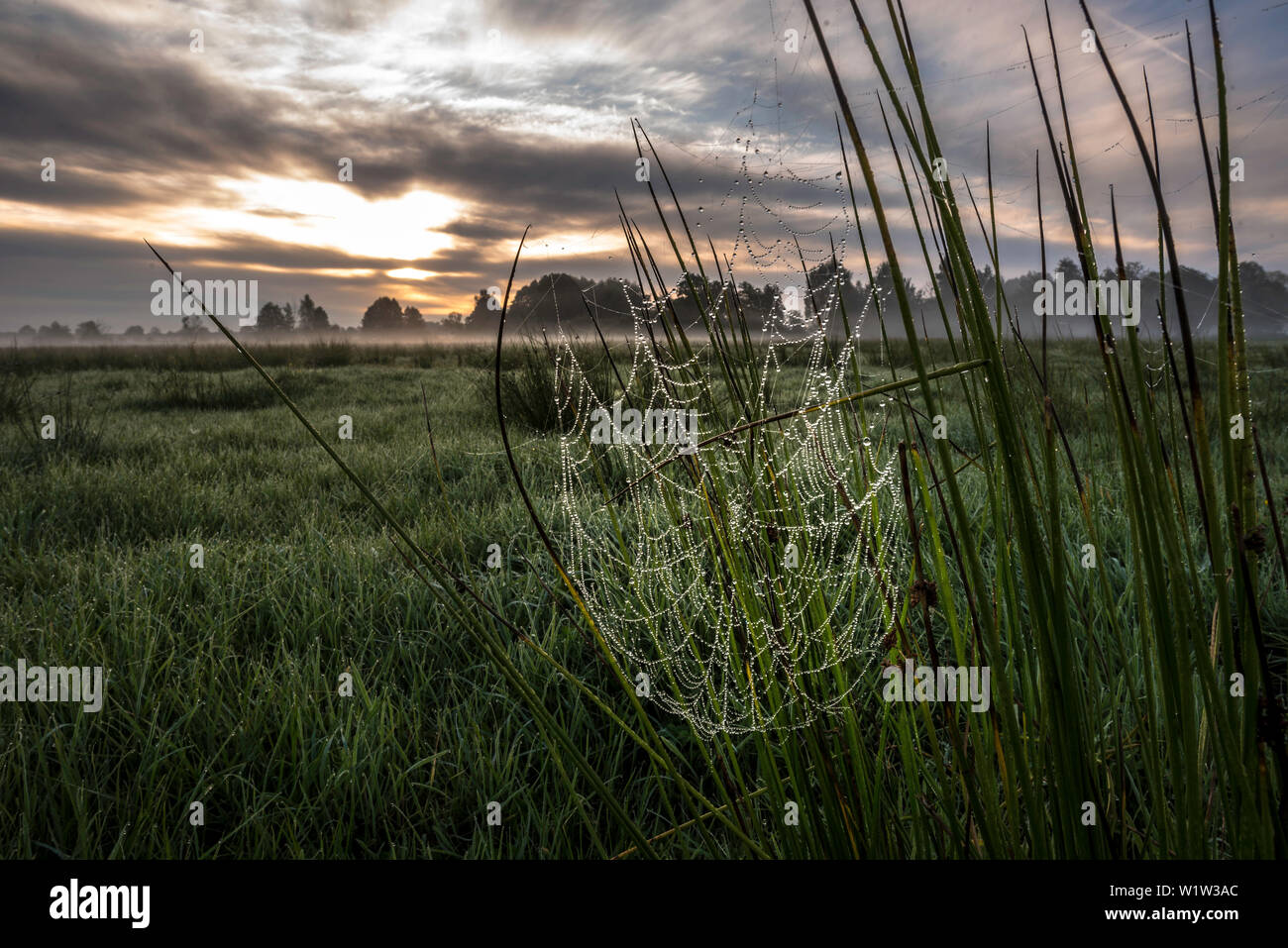 Spreewald riserva della biosfera, Germania, escursioni, kayak, area ricreativa, vacanza in famiglia, gita di famiglia, Prato selvatico, Willow Tree, a piedi, Rugiada del mattino, Foto Stock