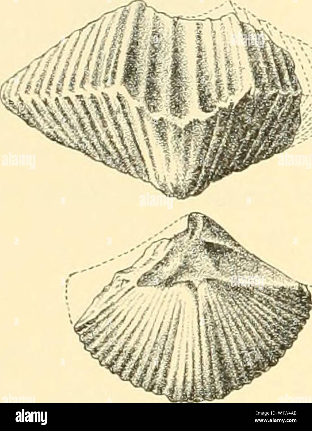 Immagine di archivio da pagina 567 di Denkschriften der Kaiserlichen Akademie der. Denkschriften der Kaiserlichen Akademie der Wissenschaften, Mathematisch-Naturwissenschaftliche Classe denkschriftender61kais Anno: 1894 von Köln. Mus. f. Naturkunde. Berlino. Fig. 7 b und c. Unter den Brachiopoden von Tshon-Terek fiel ein etwas eigen- tümlich gestalteter Spirifer auf der einen deutlich gefalteten besitzt sinusale. Ein Vergleich mit meinen Eitler Exemplaren ergab, dass er mit einigen in der Crinoidenschicht und den oberen Calceolaschich- dieci (Fig. 7 b und-c) selten vorkommenden Formen durchaus überein- s Foto Stock