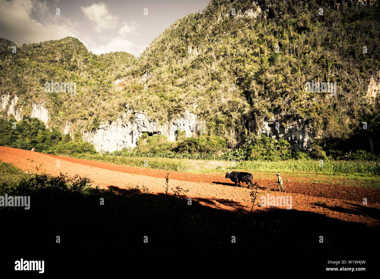 Contadino con carrello di giovenco, Vinales, Pinar del Rio, Cuba, Caraibi, America Latina, America Foto Stock
