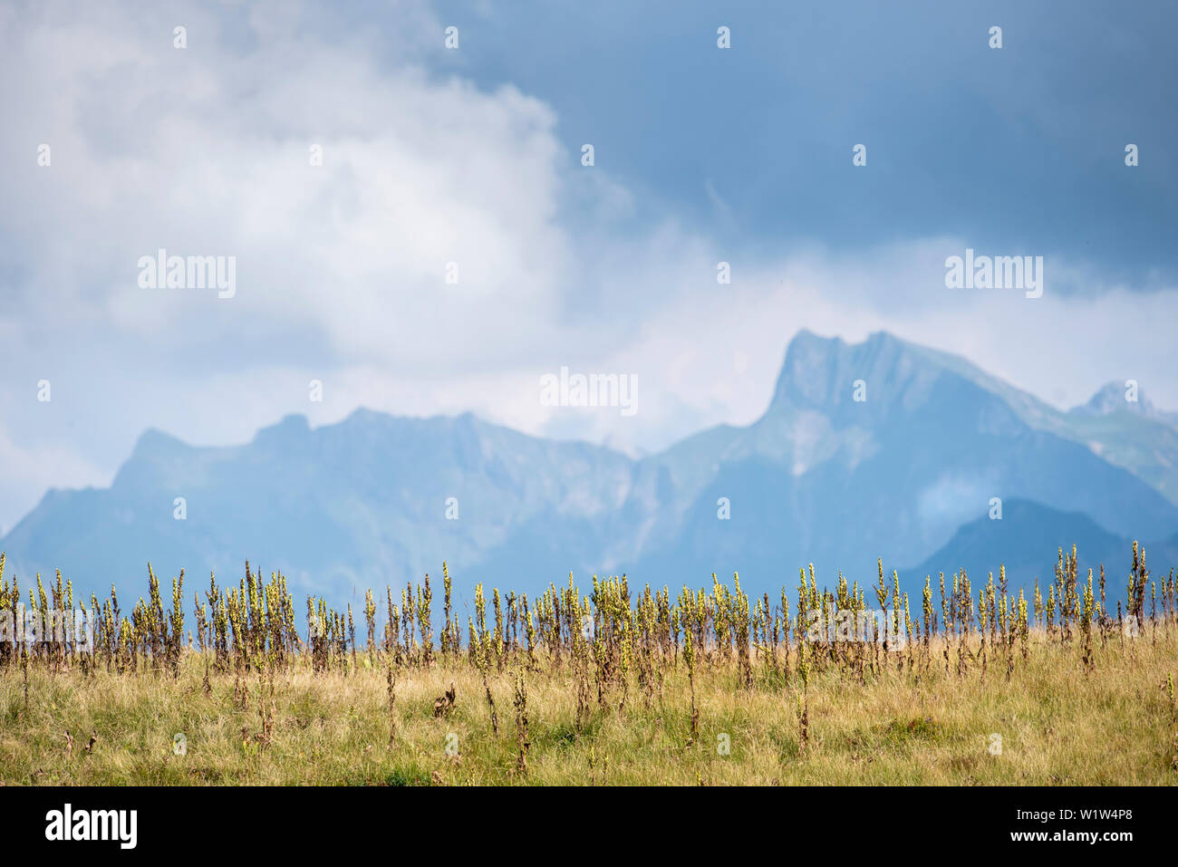 Fellhorn Ridge, panorama di montagna, estate, Oberstdorf, Oberallgaeu, Alpi, Germania Foto Stock