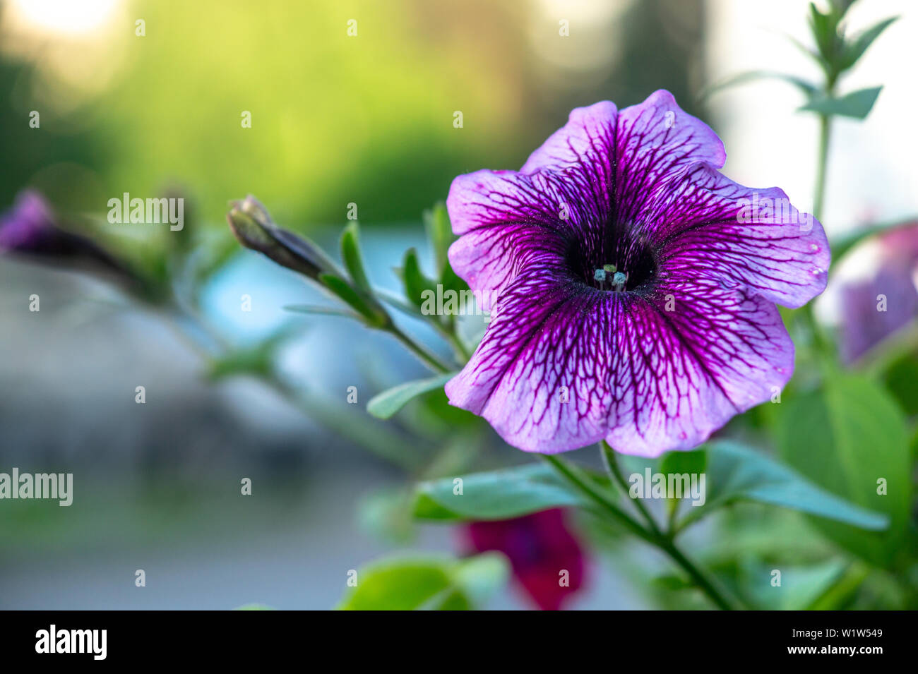 Fioritura viola colpo di petunia close up con sfondo sfocato Foto Stock