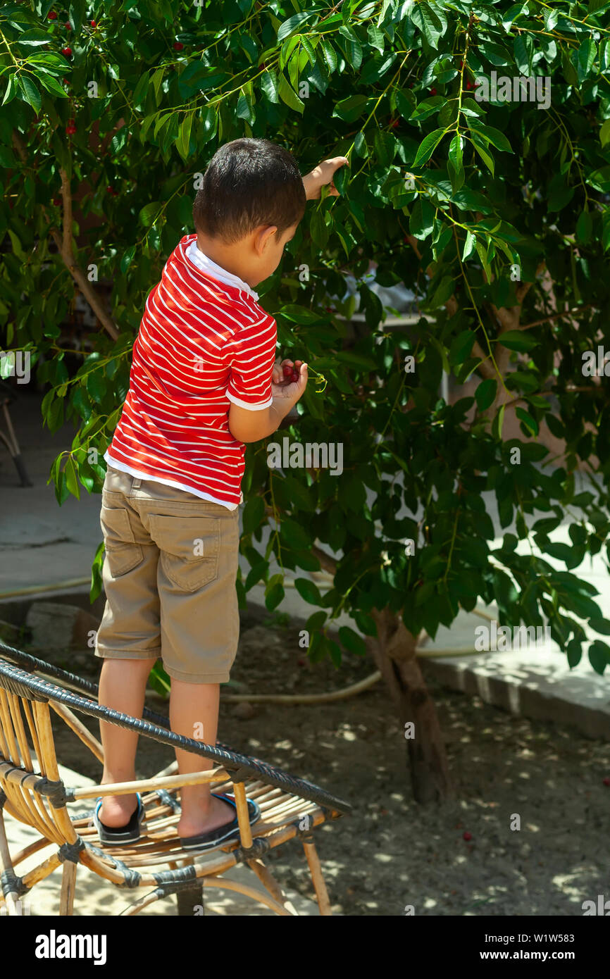 Ragazzino che la raccolta delle ciliegie nel giardino. A 6 anno di età del Medio Oriente picking boy ciliegio crudo frutta. Famiglia divertendosi al tempo del raccolto. Foto Stock