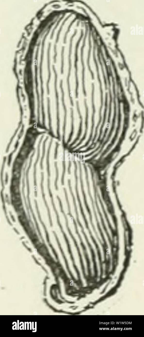 Immagine di archivio da pagina 575 di dell'Enciclopedia delle colture di fattoria . Dell'enciclopedia delle colture di fattoria : un sondaggio popolare di colture e raccolto-metodi di fabbricazione negli Stati Uniti e in Canada cyclopediaoffarm00bailuoft Anno: 1922, c1907 516 PEAXUT arachidi altri concimi che sono sufrgested per il segnale di PEA- i dadi sono di fosfato acido di 80 sterline, pasto di cottonseed 300 libbre, kainit 240 libbre. Un altro per- mula raccomandato è di fosfato acido di 100 libbre, sangue essiccato 1S5 libbre, cloruro di potassio G5 libbre. Poiché l'arachide è un impianto di leguminose, disegno il suo azoto in gran parte dal suolo aria, il concime utilizzato non ha bisogno di essere altamente Foto Stock