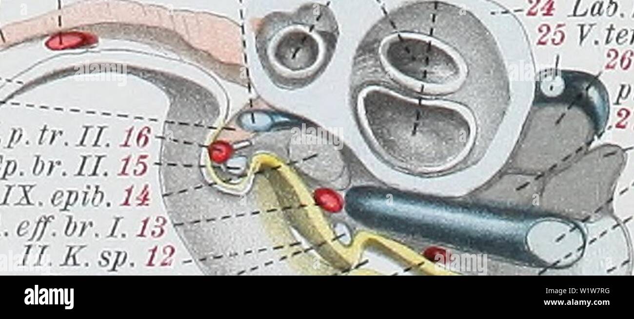 Immagine di archivio da pagina 598 di Denkschriften der Medicinisch-Naturwissenschaftlichen Gesellschaft zu. Denkschriften der Medicinisch-Naturwissenschaftlichen Gesellschaft zu Jena denkschriftender47medi Anno: 1879 • Ao.12 125 Oh.d. 123 T.P.C.' in pd 122 V. c.i.W. C s. c. lt. 22 Art. Operc. 20 v. cap. lt. 21 M. op.19 XI K. d. 18 - M. lev.br. II. Esso N.P.tr.Il.16 Ep. br. IL 15 -J9N0S GS'-IX-cpib.li-- 20 V.così A.eff.br.1.13 - 21 M.r'.s. 1 I.K.sp. 12- + M.obl.s. Ep.br. 1.11- I.K.sr h VII N. h. ot. VII. 6 N.bttcc. 5 Ggl.7fi.rn N.hMd. 3-, 23 sacc. S.F.sph.ot. 2' -; Pr.ot.P.Q. 24 Lab. kn te/np. I. Schi. Foto Stock