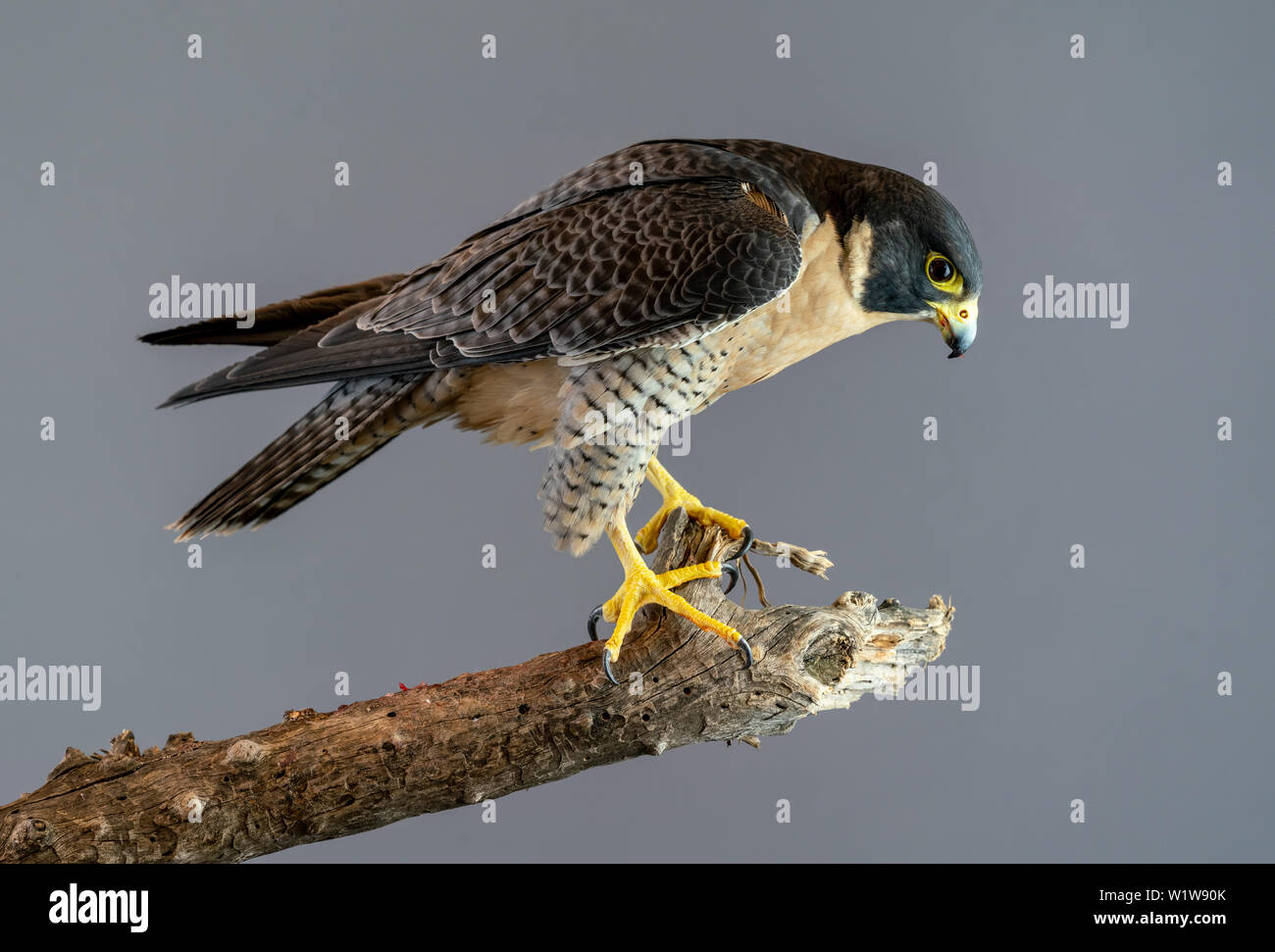 Falco pellegrino appollaiato sul ramo di pianura con sfondo grigio Foto Stock