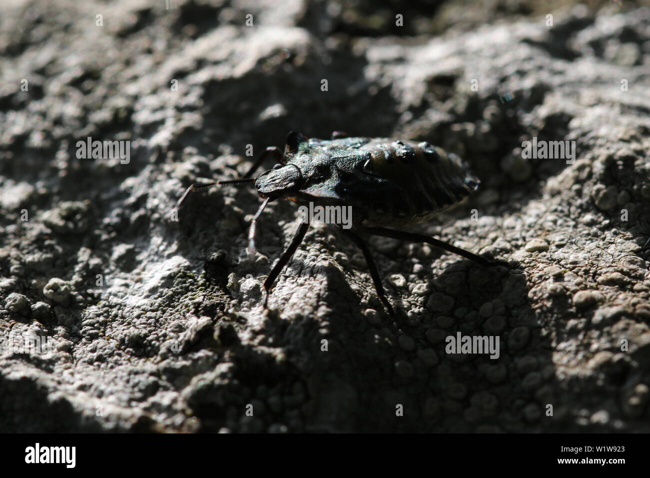 Un finale ninfa instar di Pentatoma rufipes, altrimenti noto come la Foresta Bug o rosso-Shieldbug zampe. Foto Stock