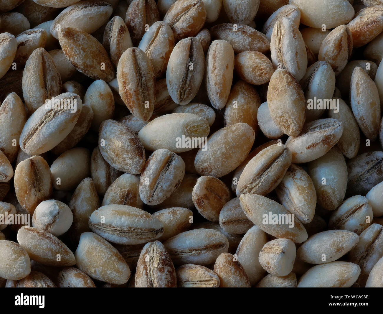 Macro Close-up di chicchi d'orzo, Hordeum vulgare, sfondo alimentare Foto Stock