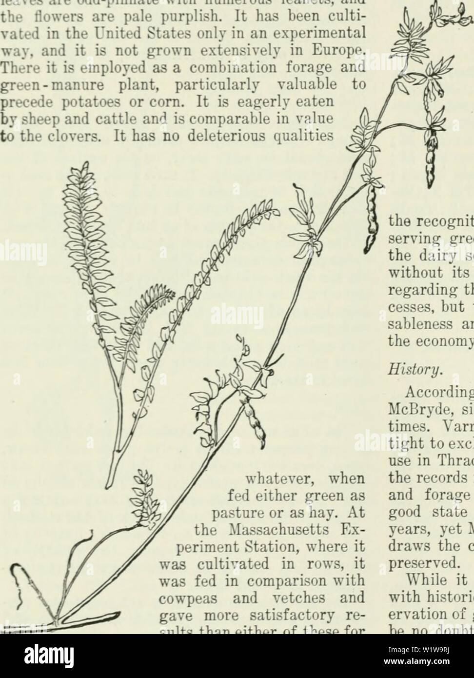 Immagine di archivio da pagina 631 di dell'Enciclopedia delle colture di fattoria . Dell'enciclopedia delle colture di fattoria : un sondaggio popolare di colture e raccolto-metodi di fabbricazione negli Stati Uniti e in Canada cyclopediaoffarm00bailuoft Anno: 1922, c1907 566 SERRADELLA SILAGGIO-mozzare Bollettino n. 69, p. 39 ; Bureau dell'impiantistica industriale, bollettini, Xc. 4, p. 17; n. 1?, p. 68; n. 59, pagg. r&GT;i, 56. SERRADELLA. Ornithopus sativus, Brot. Legu- wiiHo"tr. Fig. 803. Da C. V. Piper. Serradella è un forum annuale{}:e e preen di concime per coltivazione di piante da sei a diciotto pollici di alta. Le foglie sono odd-pinnate con numerosi opuscoli e i fiori di un Foto Stock