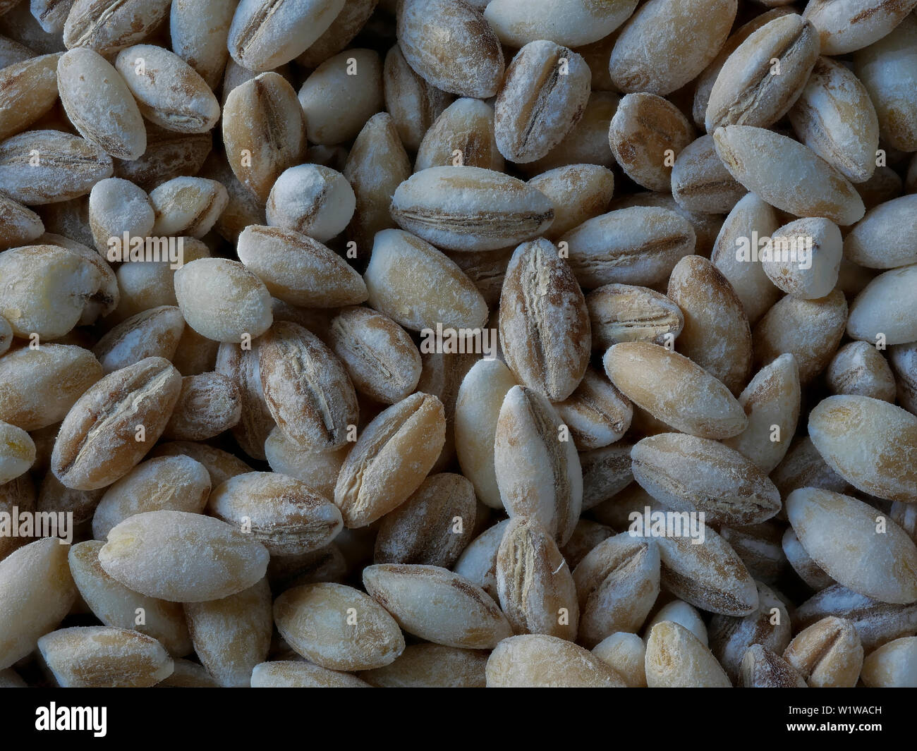Macro Close-up di chicchi d'orzo, Hordeum vulgare, sfondo alimentare Foto Stock