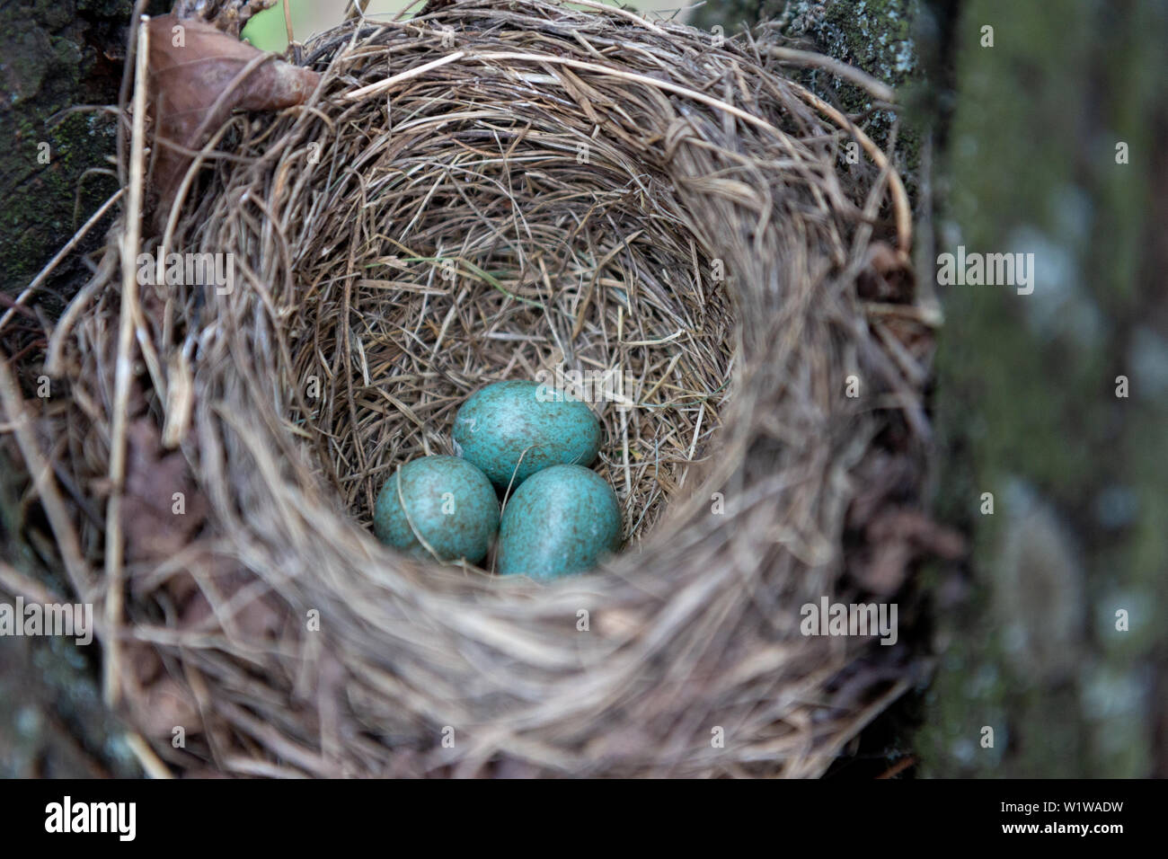 Chiazzato blu e grigio delle uova in un nido. Foto Stock