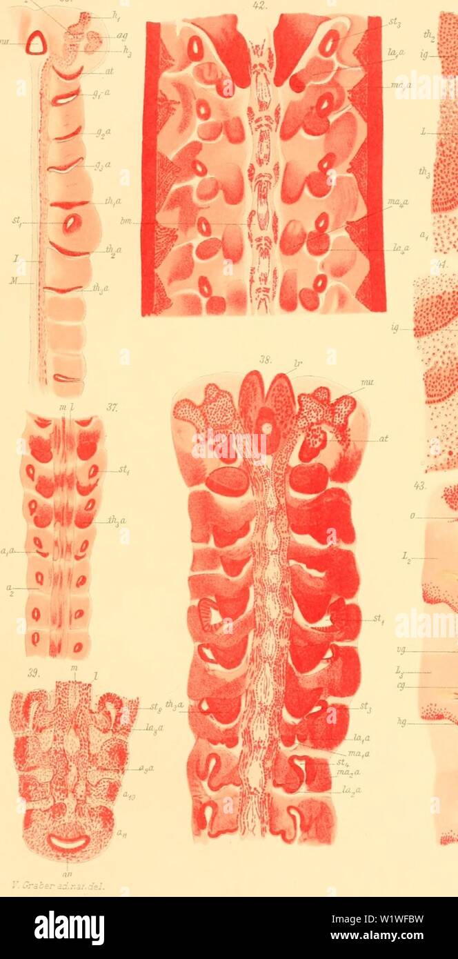 Immagine di archivio da pagina 846 di Denkschriften der Kaiserlichen Akademie der. Denkschriften der Kaiserlichen Akademie der Wissenschaften, Mathematisch-Naturwissenschaftliche Classe denkschriftender57kais Anno: 1890 V. Graber: Keimstreif der Insecteii. - 36. ITUI- ig- â - â â ¢ ' Taf.nr. Â"r-.. -M/i Foto Stock