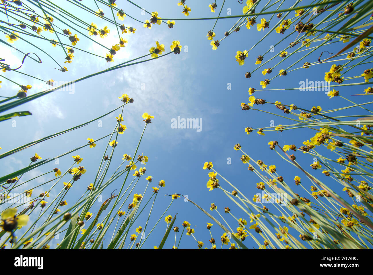 Fiori gialli con sky per la ricerca di view Foto Stock